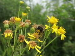 Bombus campestris