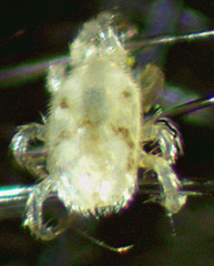 Ornithonyssus