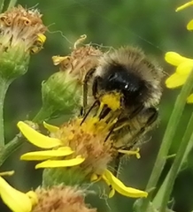 Bombus campestris