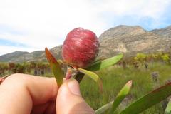 Leucadendron conicum