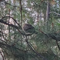 Dendragapus obscurus