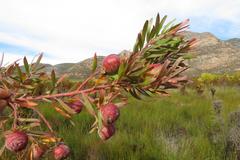 Leucadendron conicum