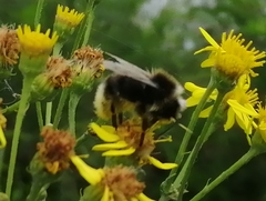 Bombus campestris