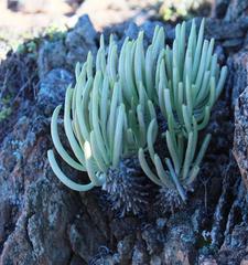 Tylecodon wallichii ecklonianus