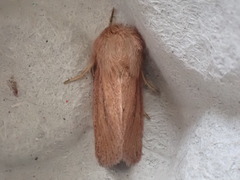 Denticucullus pygmina