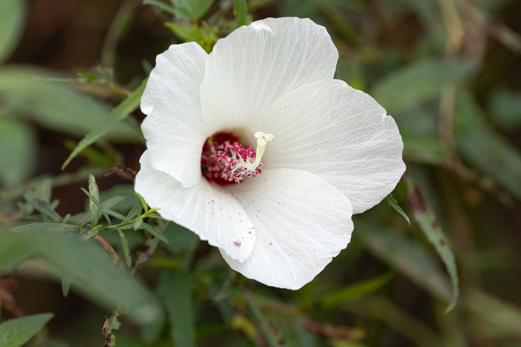 Neches River Rosemallow