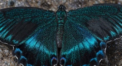 Papilio maackii