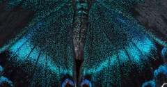 Papilio maackii