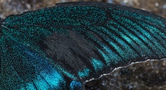 Papilio maackii
