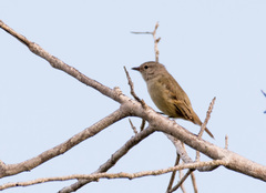 Camptostoma obsoletum