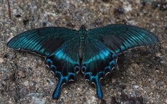 Papilio maackii