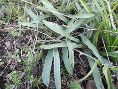 Drimia elata
