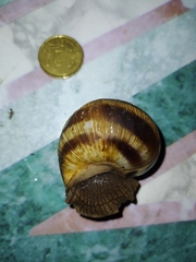 Helix straminea