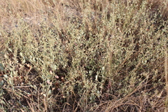Atriplex pedunculata