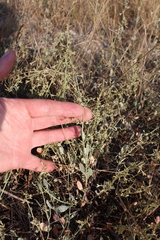 Atriplex pedunculata