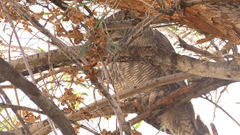 Bubo virginianus magellanicus