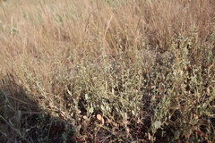 Atriplex pedunculata