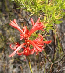 Tritoniopsis burchellii