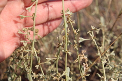 Atriplex pedunculata