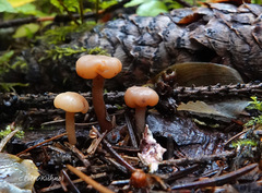 Cudonia confusa