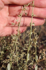 Atriplex pedunculata