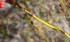 Tritoniopsis burchellii