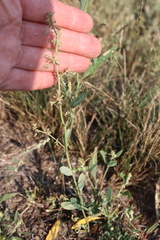 Atriplex pedunculata
