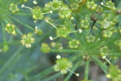 Notobubon tenuifolium
