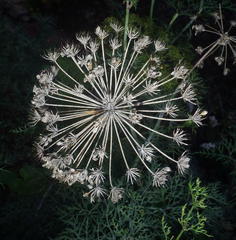 Notobubon tenuifolium