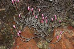 Syncarpha canescens canescens