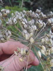 Notobubon tenuifolium