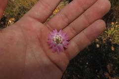 Syncarpha canescens canescens