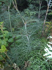 Notobubon tenuifolium