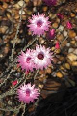 Syncarpha canescens canescens