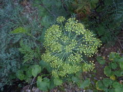 Notobubon tenuifolium
