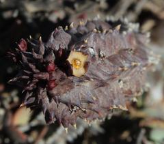 Richtersveldia columnaris