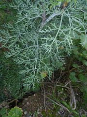 Notobubon tenuifolium