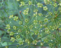 Notobubon tenuifolium