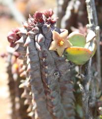 Richtersveldia columnaris