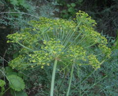 Notobubon tenuifolium