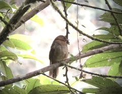 Cichlopsis leucogenys