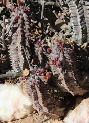 Richtersveldia columnaris