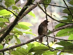 Cichlopsis leucogenys