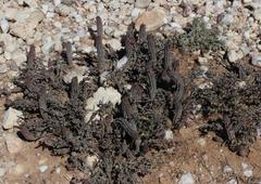 Richtersveldia columnaris