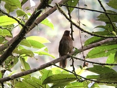 Cichlopsis leucogenys