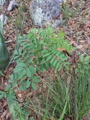 Indigofera sphaerocarpa