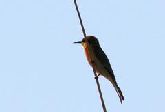 Merops pusillus argutus