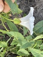 Calystegia sepium