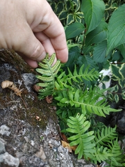 Polypodium interjectum