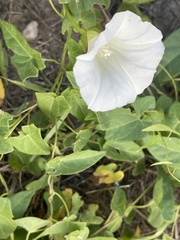 Calystegia sepium